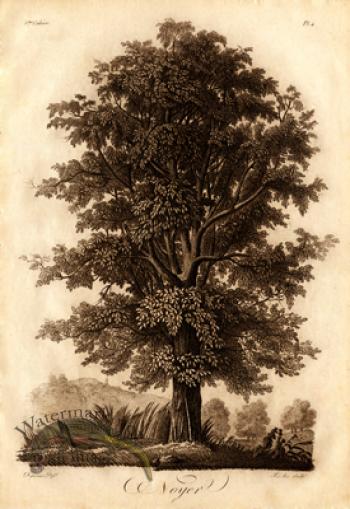 Defiennes Trees 13 S